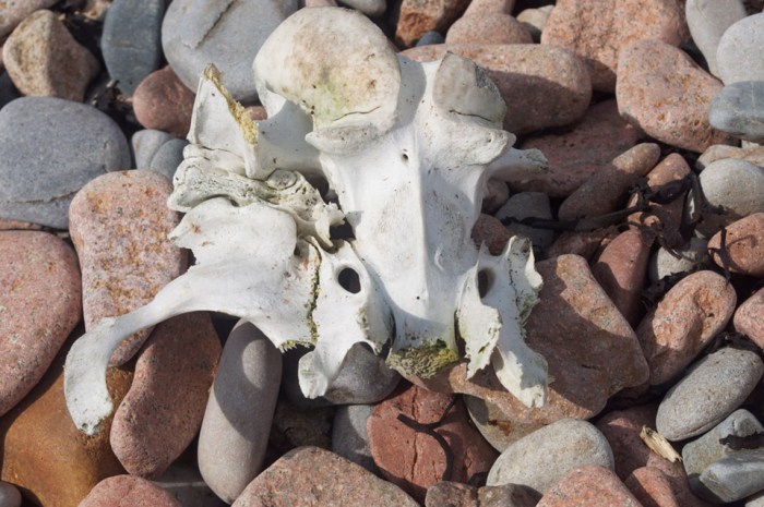 fossil on beach