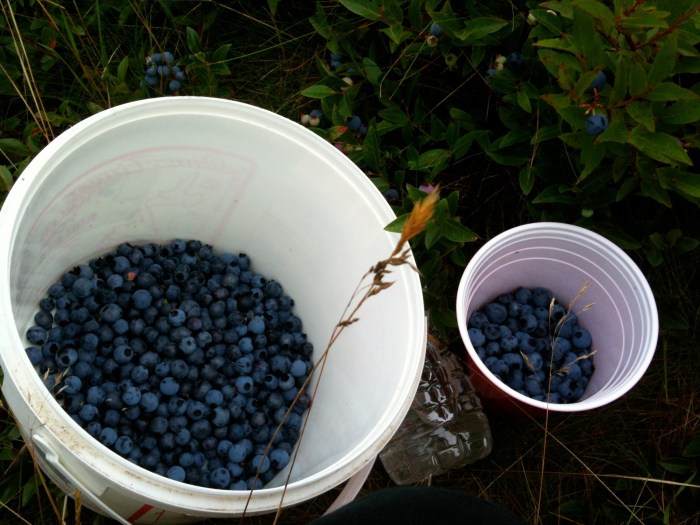 Gallon of blueberries