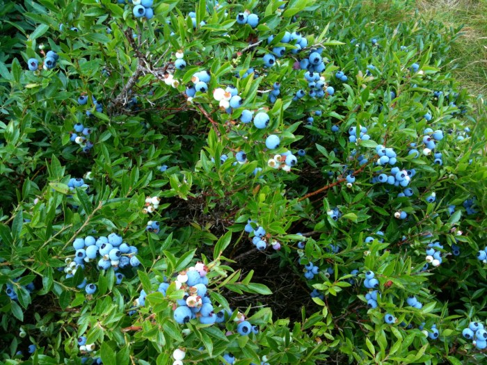 Blueberries