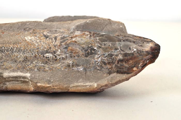 Fossil