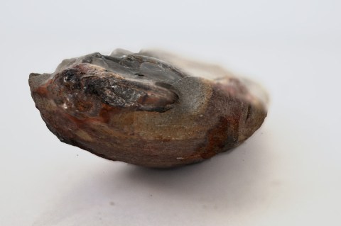 Fossil