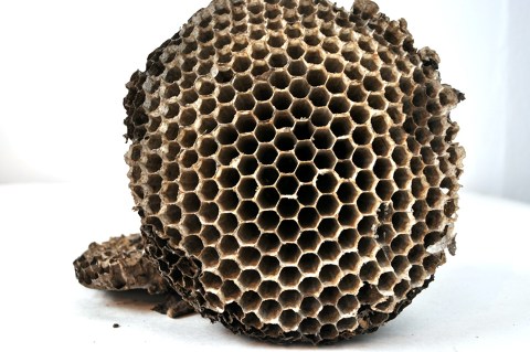 Honeycomb