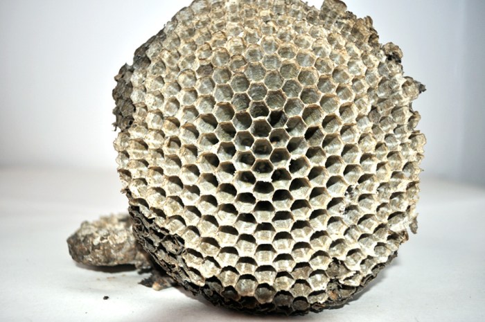 Honeycomb